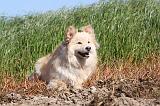 CHIEN FINNOIS DE LAPONIE 012